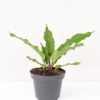 Anthurium Gelombang Cinta | Anthurium Plowmanii