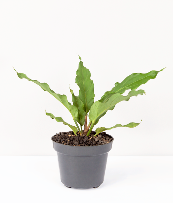 Anthurium Gelombang Cinta | Anthurium Plowmanii