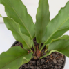 Anthurium Gelombang Cinta | Anthurium Plowmanii