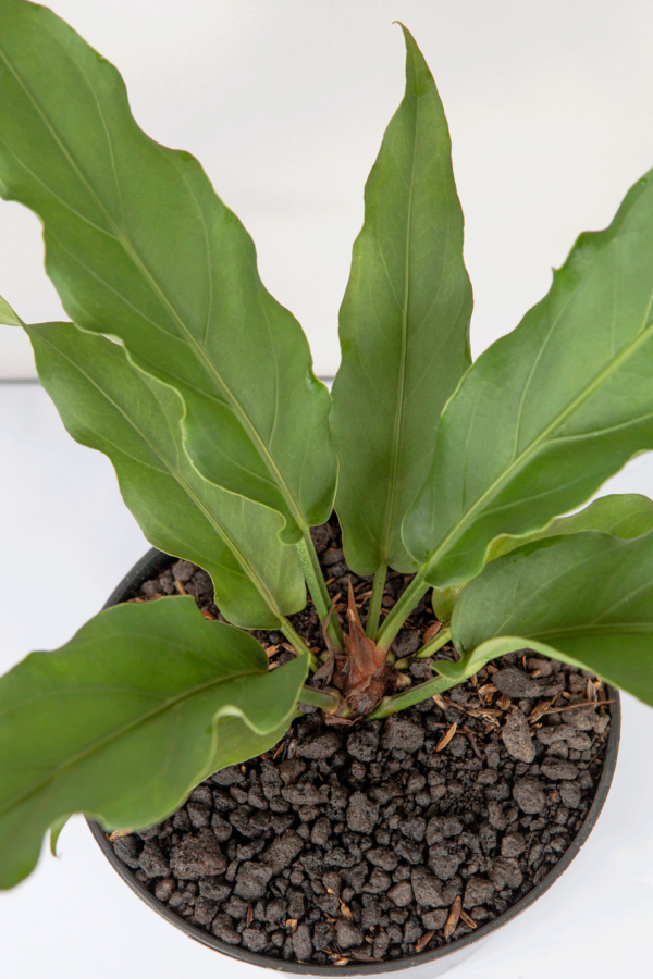 Anthurium Gelombang Cinta | Anthurium Plowmanii