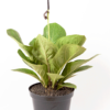 Anthurium Jenmanii | Bird's Nest Anthurium