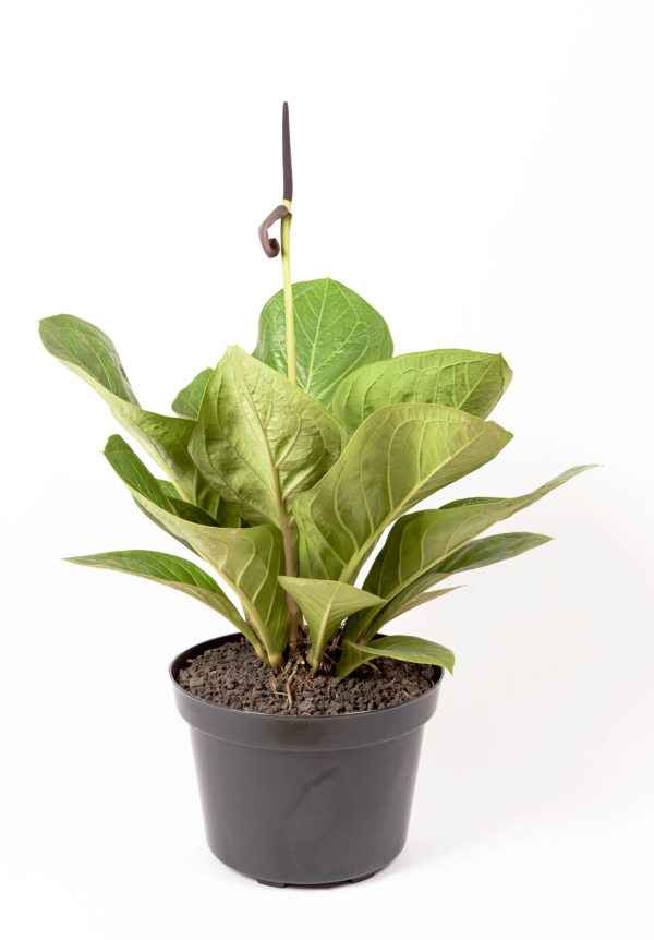 Anthurium Jenmanii | Bird's Nest Anthurium