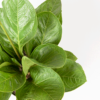 Anthurium Jenmanii | Bird's Nest Anthurium