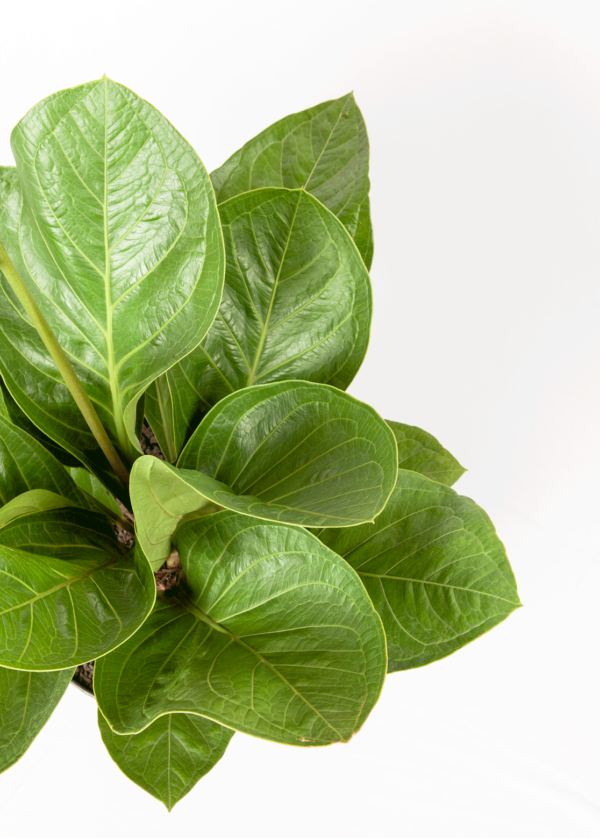 Anthurium Jenmanii | Bird's Nest Anthurium
