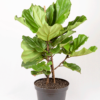 Biola Cantik | Fiddle-Leaf Fig