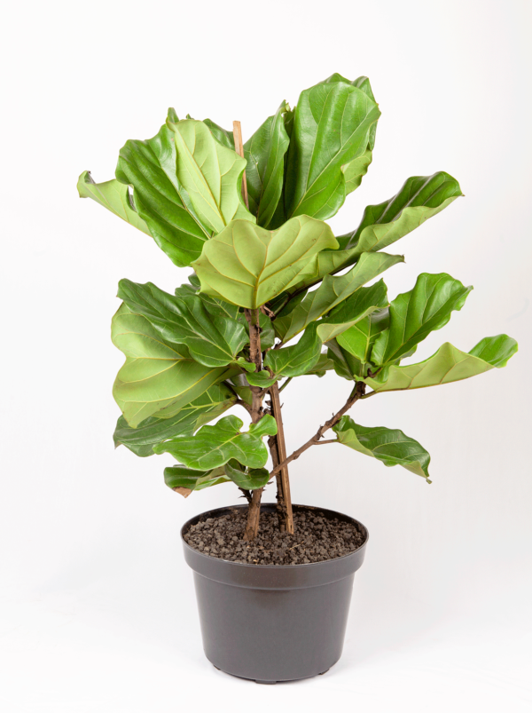 Biola Cantik | Fiddle-Leaf Fig