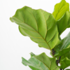 Biola Cantik | Fiddle-Leaf Fig
