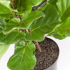 Biola Cantik | Fiddle-Leaf Fig