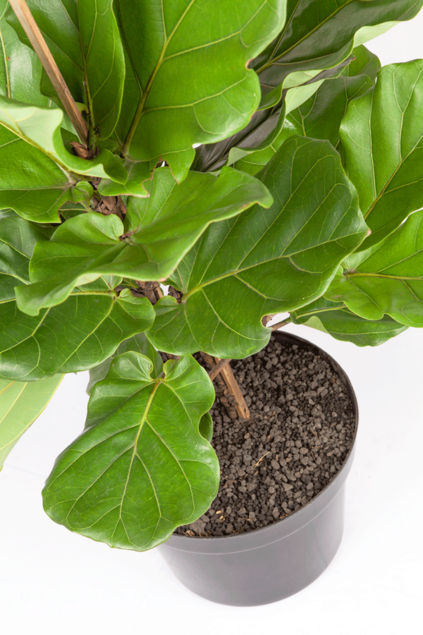 Biola Cantik | Fiddle-Leaf Fig