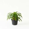 Bromel Hijau | Green Bromelia