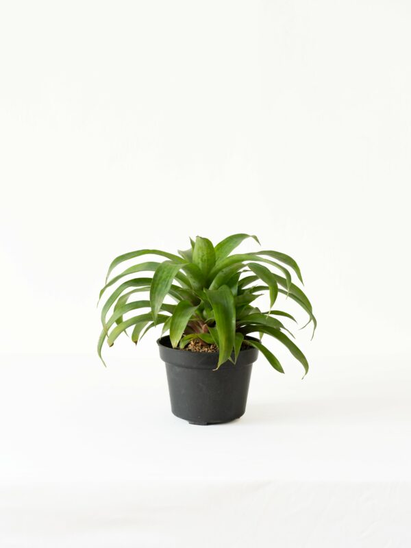 Bromel Hijau | Green Bromelia