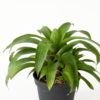 Bromel Hijau | Green Bromelia