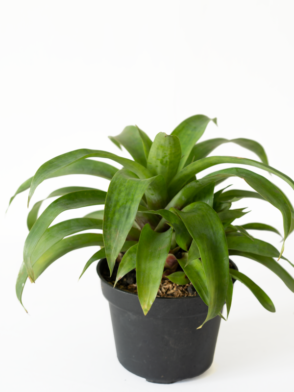 Bromel Hijau | Green Bromelia