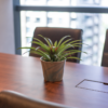 Bromel Tricolor | Blushing Bromelia