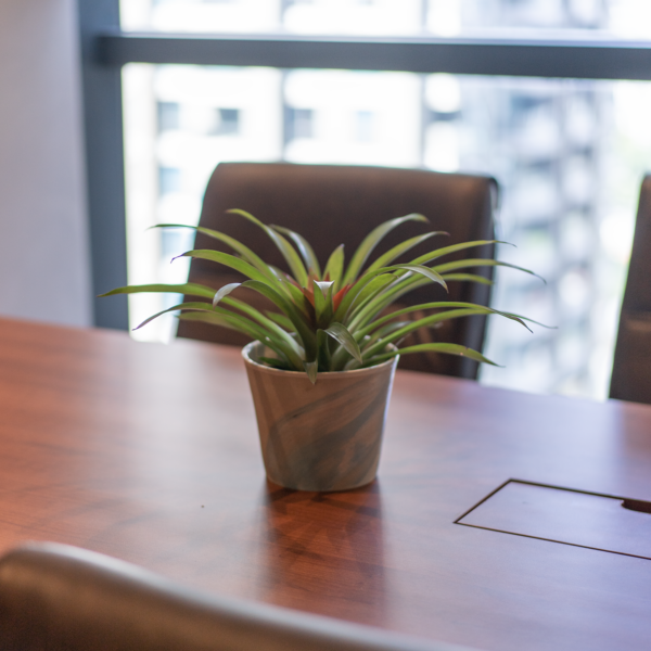Bromel Tricolor | Blushing Bromelia