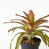 Bromel Tricolor | Blushing Bromelia