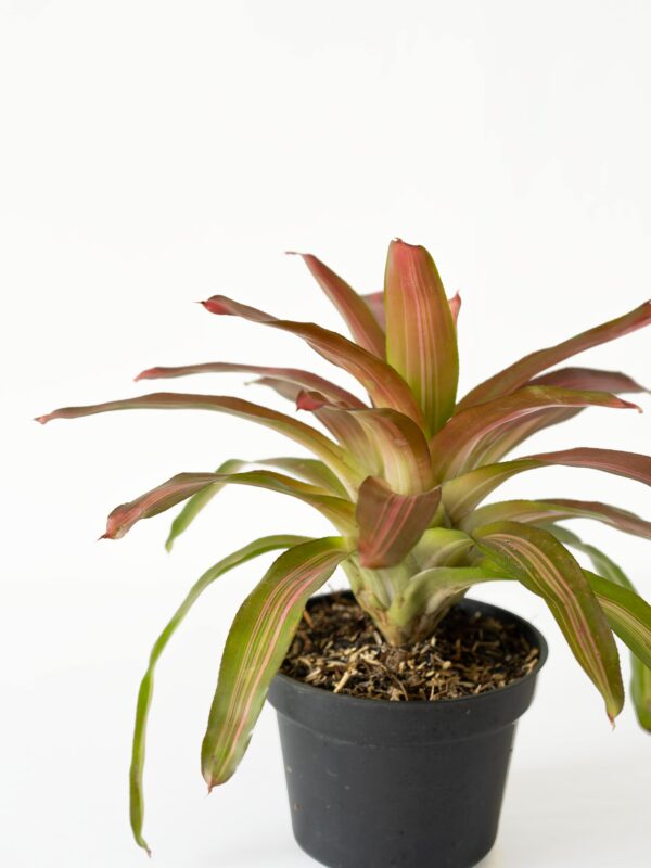 Bromel Tricolor | Blushing Bromelia