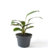 Calathea Zebrina | Zebra Plant