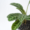 Calathea Zebrina | Zebra Plant