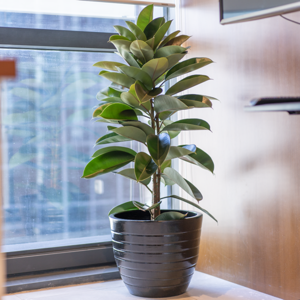 Ficus Karet | Rubber Plant