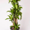 Hanjuang Batang | Corn Plant