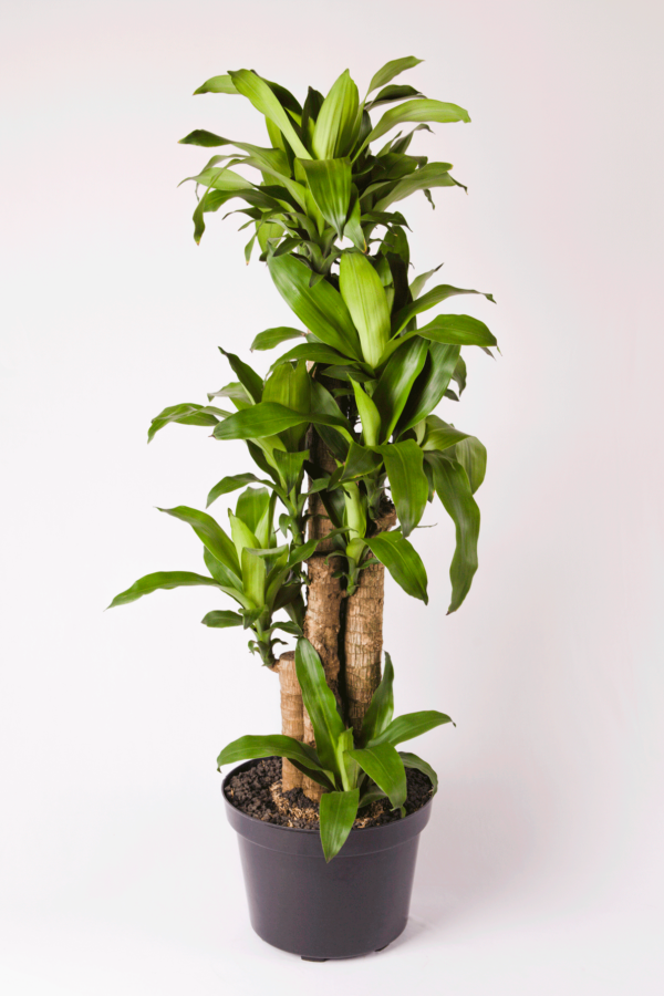 Hanjuang Batang | Corn Plant