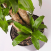 Hanjuang Batang | Corn Plant