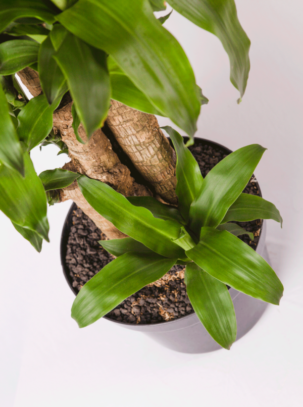 Hanjuang Batang | Corn Plant