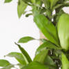 Hanjuang Batang | Corn Plant