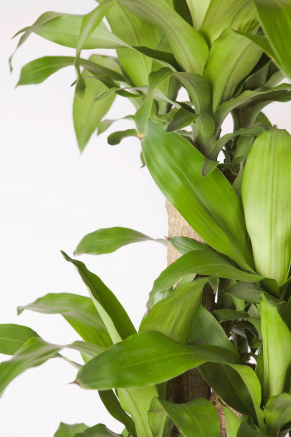 Hanjuang Batang | Corn Plant
