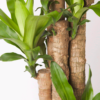 Hanjuang Batang | Corn Plant