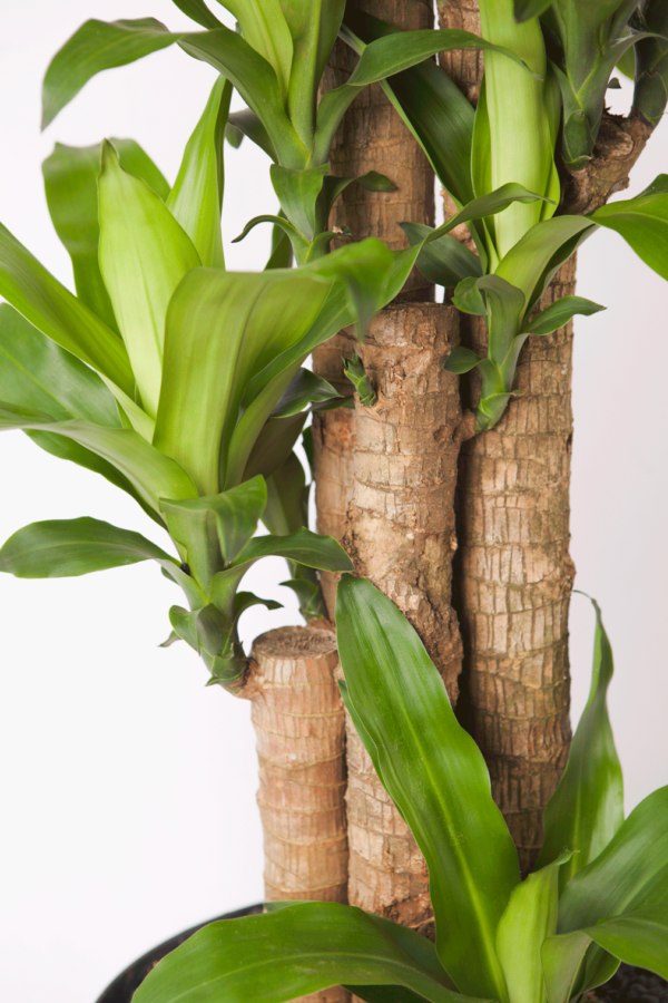 Hanjuang Batang | Corn Plant