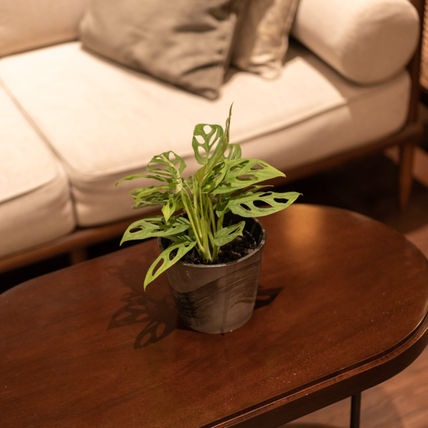 Janda Bolong | Monstera adansonii