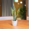 Lidah Mertua | Sansevieria Trifasciata Laurentii
