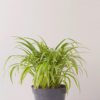 Lili Paris | Spider Plant