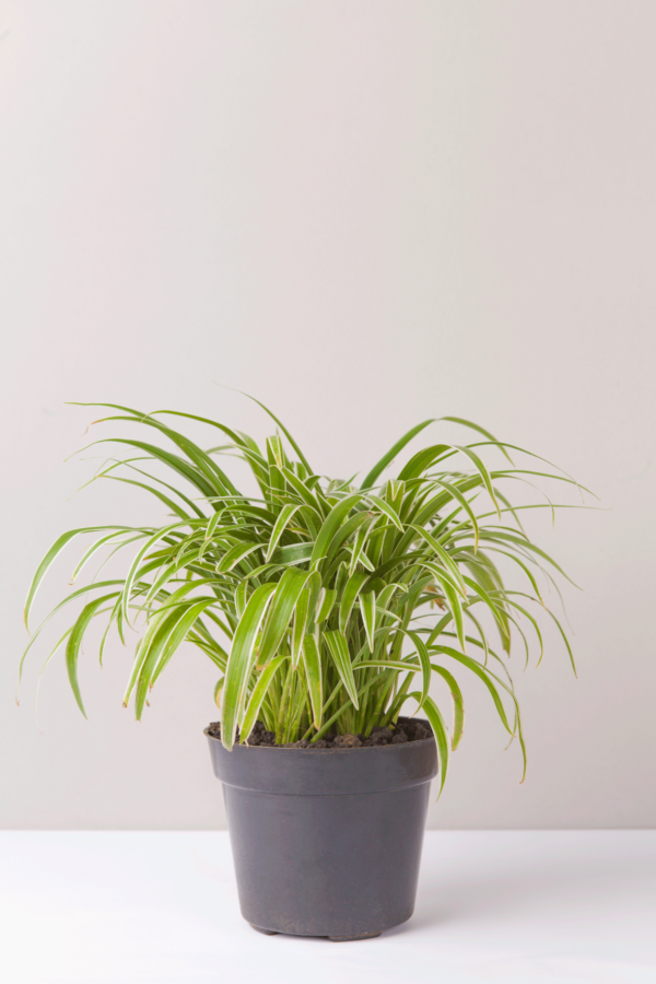 Lili Paris | Spider Plant