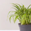 Lili Paris | Spider Plant