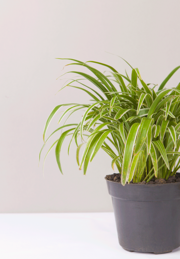 Lili Paris | Spider Plant