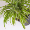 Lili Paris | Spider Plant