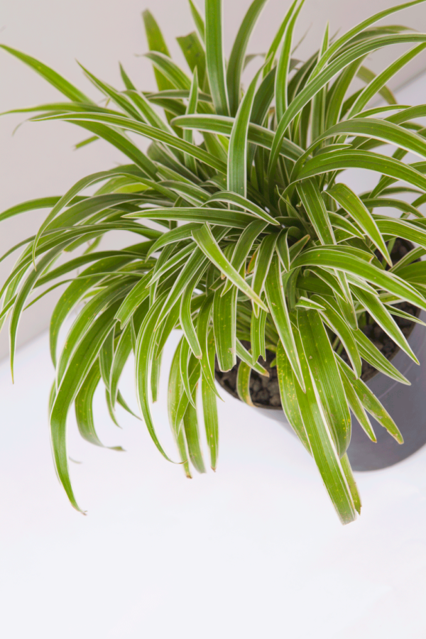 Lili Paris | Spider Plant