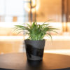 Lili Paris | Spider Plant