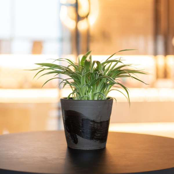 Lili Paris | Spider Plant