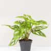 Janda Bolong | Monstera adansonii
