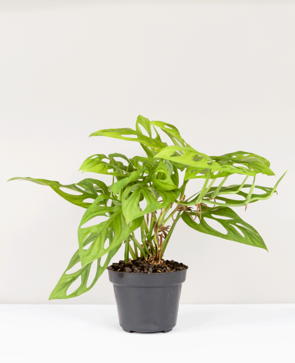 Janda Bolong | Monstera adansonii