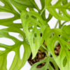 Janda Bolong | Monstera adansonii