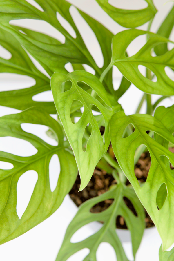 Janda Bolong | Monstera adansonii