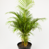 Palem Kuning | Areca Palm