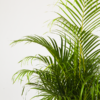 Palem Kuning | Areca Palm