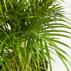 Palem Kuning | Areca Palm