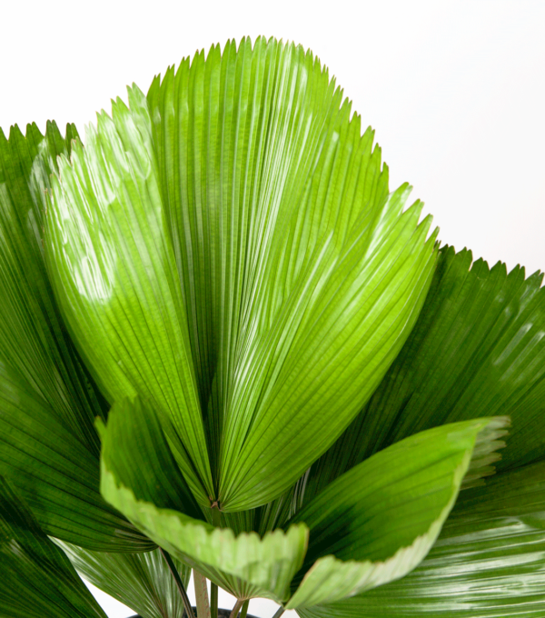 Palm Kol | Ruffled Fan Palm